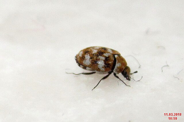 Carpet Beetle